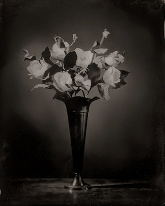 Magnolia - Ted Preuss